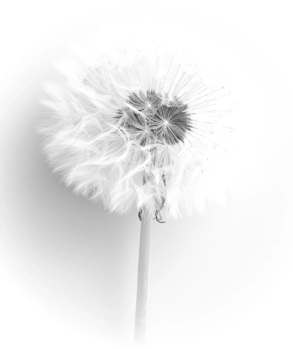 A white dandelion seed head on a white background.