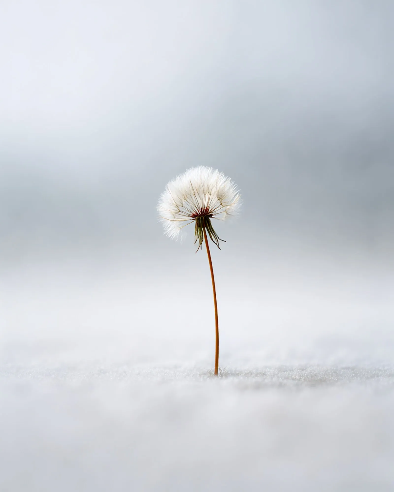 A single dandelion standing in snow.