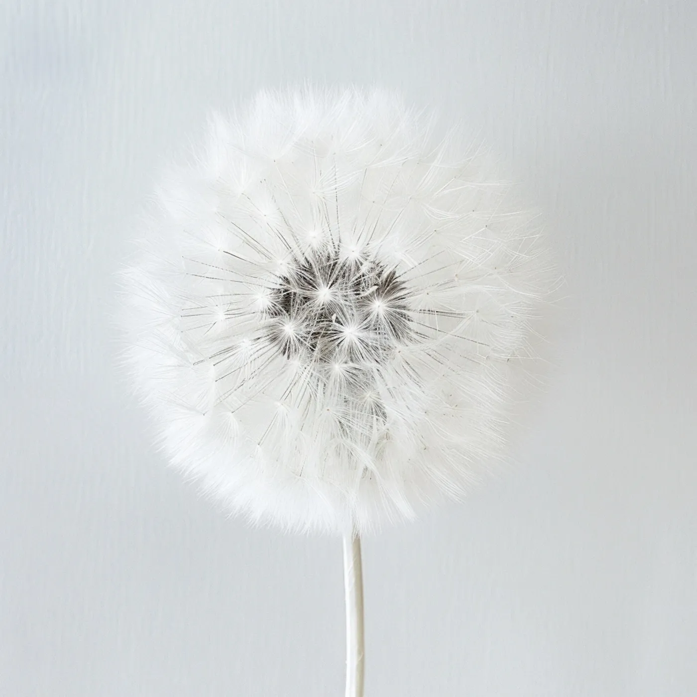 A white dandelion seed head against a pale wall.